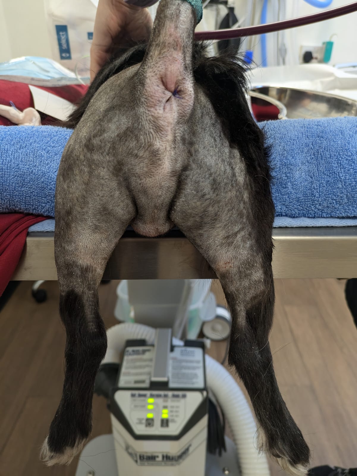 Perineal hernia repair case